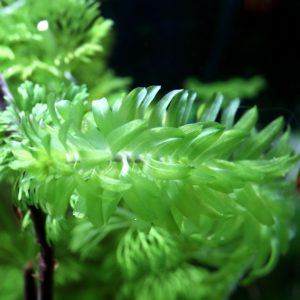 Egeria Densa (Elodée)
