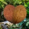 Feuilles de Catappa BIO