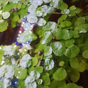 Hydrocotyle Leucocephala (Ecuelle d’Eau)