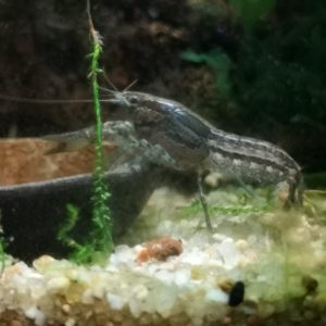 Cambarellus Texanus