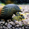 Tylomélania Black Yellow Spots