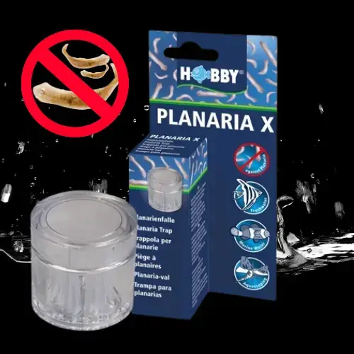 Piège à planaires PLANARIA X pour aquarium de crevettes - HOBBY Le Crevettilus